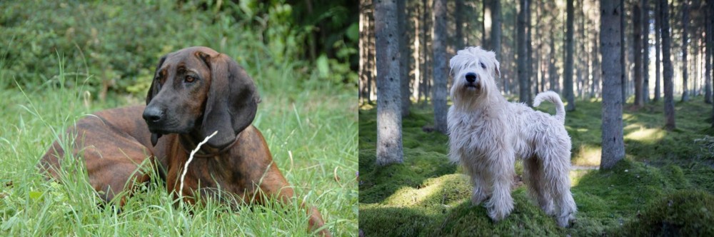 Soft-Coated Wheaten Terrier vs Hanover Hound - Breed Comparison