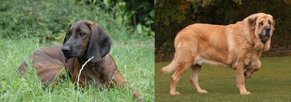 Spanish Mastiff vs Hanover Hound - Breed Comparison