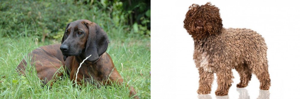 Spanish Water Dog vs Hanover Hound - Breed Comparison