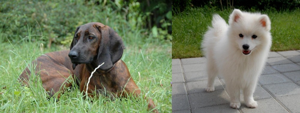 Spitz vs Hanover Hound - Breed Comparison