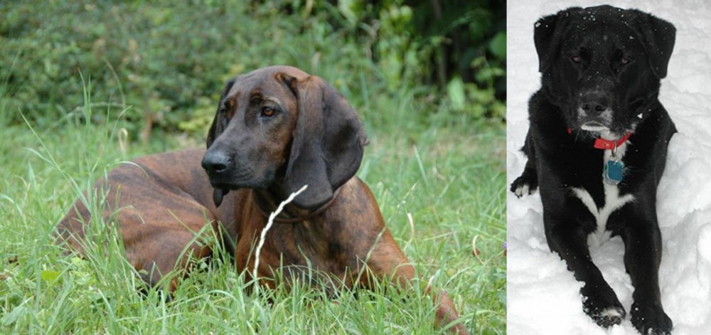 St. John's Water Dog vs Hanover Hound - Breed Comparison
