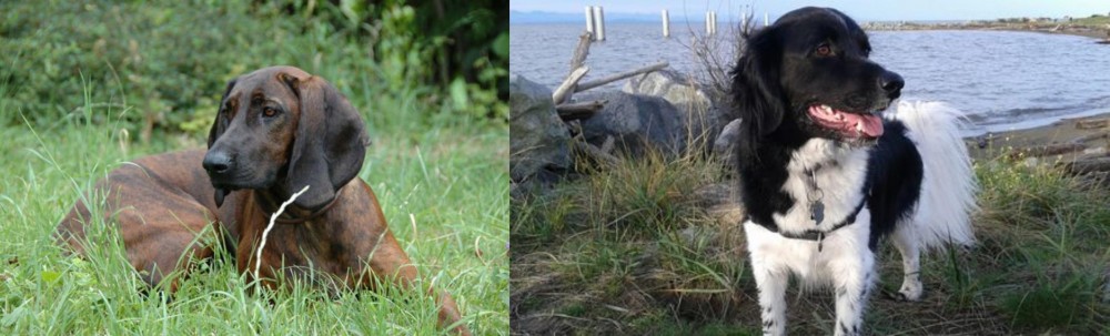 Stabyhoun vs Hanover Hound - Breed Comparison