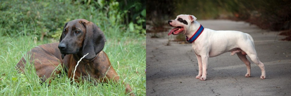Staffordshire Bull Terrier vs Hanover Hound - Breed Comparison