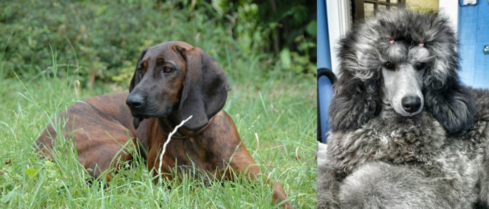 Standard Poodle vs Hanover Hound - Breed Comparison