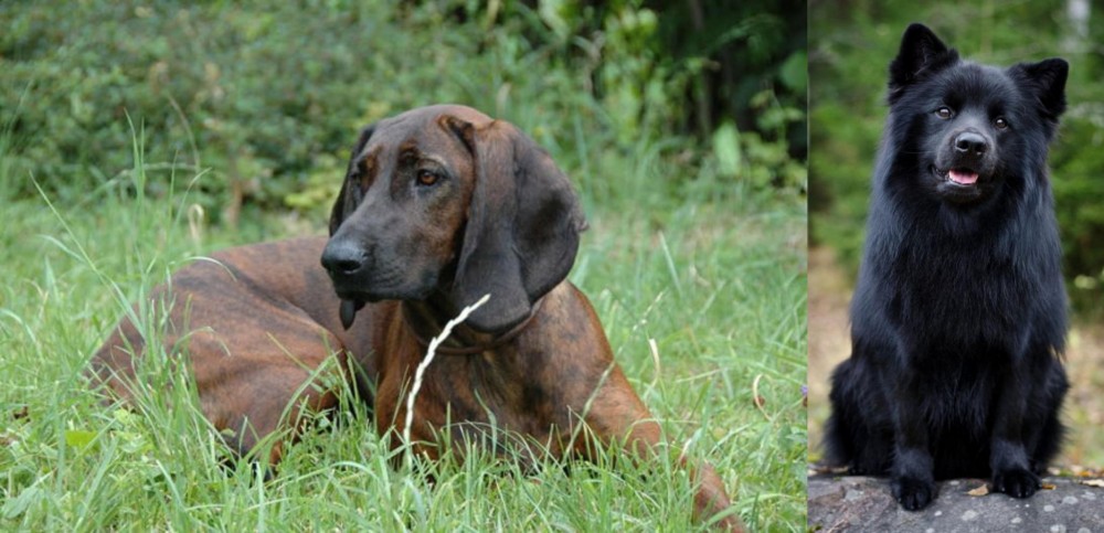 Swedish Lapphund vs Hanover Hound - Breed Comparison