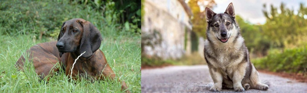 Swedish Vallhund vs Hanover Hound - Breed Comparison
