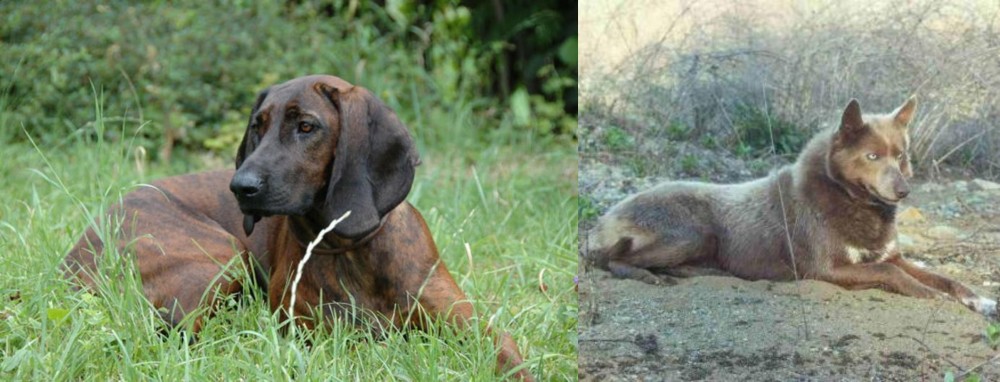 Tahltan Bear Dog vs Hanover Hound - Breed Comparison