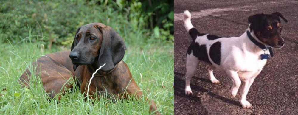Teddy Roosevelt Terrier vs Hanover Hound - Breed Comparison