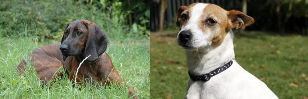 Tenterfield Terrier vs Hanover Hound - Breed Comparison