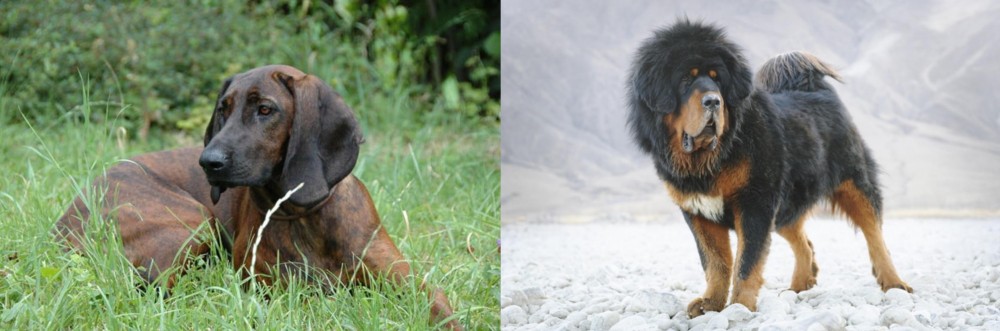 Tibetan Mastiff vs Hanover Hound - Breed Comparison