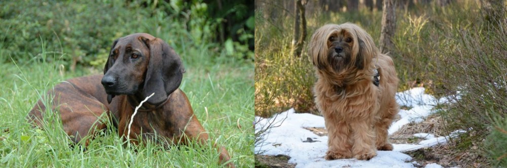 Tibetan Terrier vs Hanover Hound - Breed Comparison