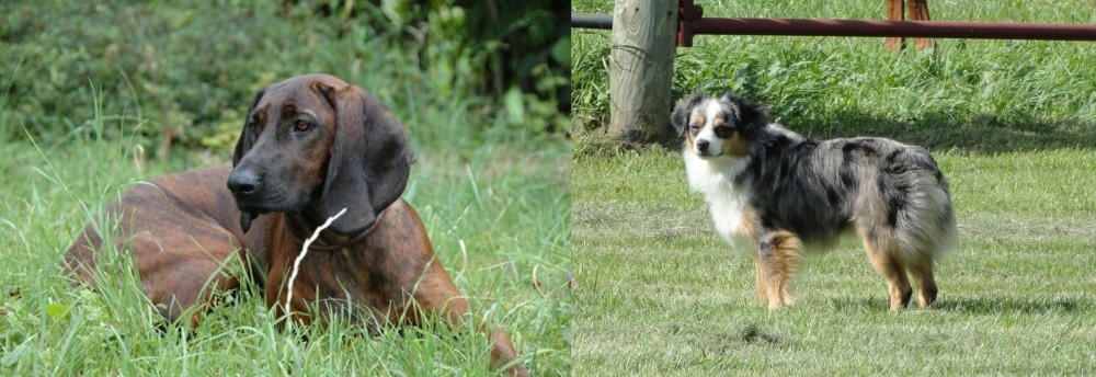 Toy Australian Shepherd vs Hanover Hound - Breed Comparison