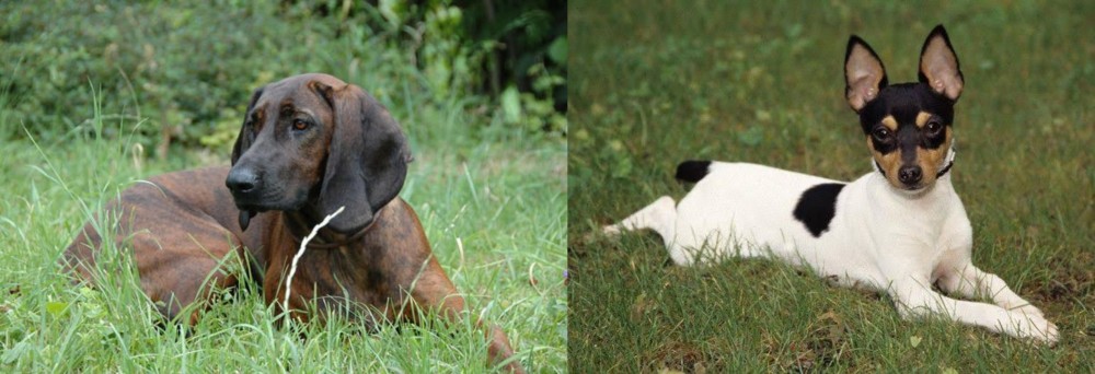 Toy Fox Terrier vs Hanover Hound - Breed Comparison