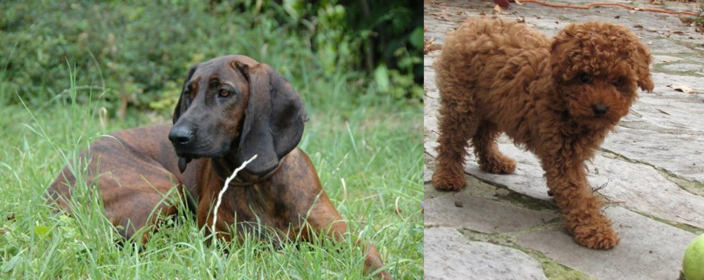 Toy Poodle vs Hanover Hound - Breed Comparison