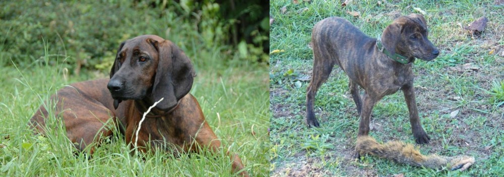 Treeing Cur vs Hanover Hound - Breed Comparison