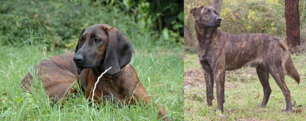 Treeing Tennessee Brindle vs Hanover Hound - Breed Comparison