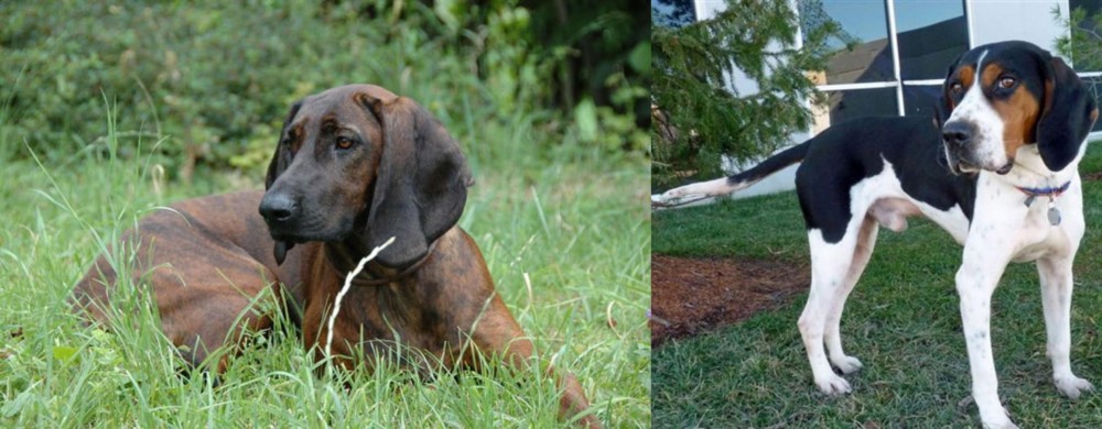 Treeing Walker Coonhound vs Hanover Hound - Breed Comparison
