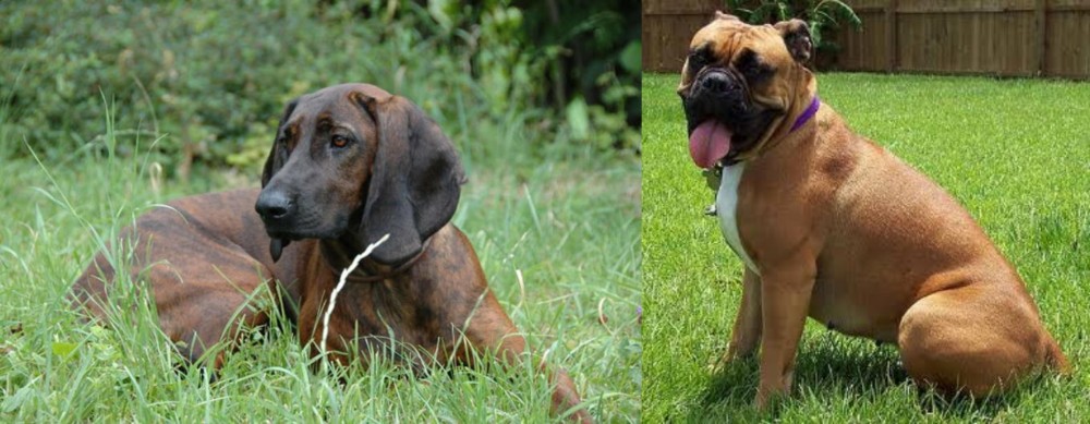 Valley Bulldog vs Hanover Hound - Breed Comparison