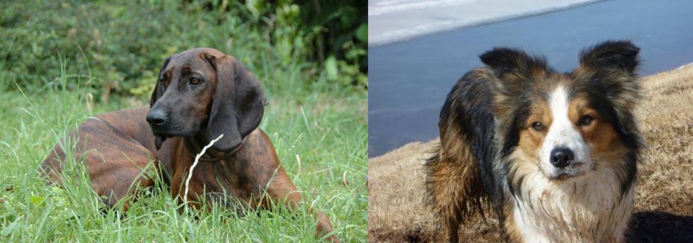 Welsh Sheepdog vs Hanover Hound - Breed Comparison