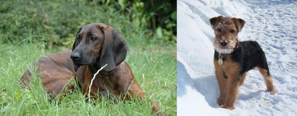Welsh Terrier vs Hanover Hound - Breed Comparison