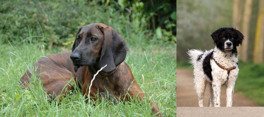 Wetterhoun vs Hanover Hound - Breed Comparison