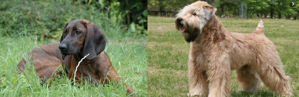 Wheaten Terrier vs Hanover Hound - Breed Comparison