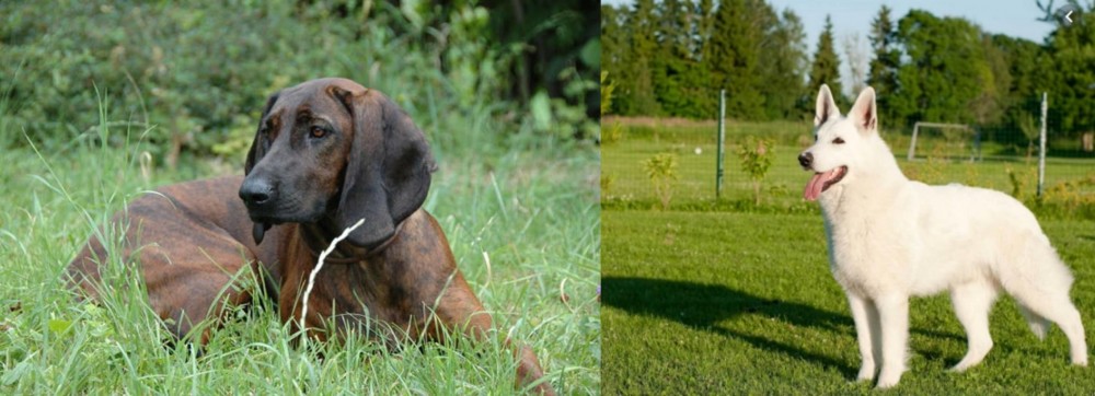 White Shepherd vs Hanover Hound - Breed Comparison