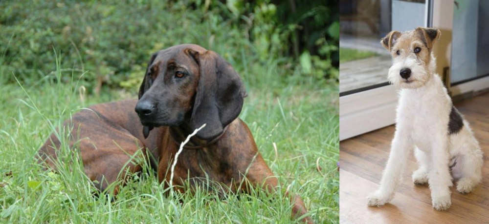 Wire Fox Terrier vs Hanover Hound - Breed Comparison