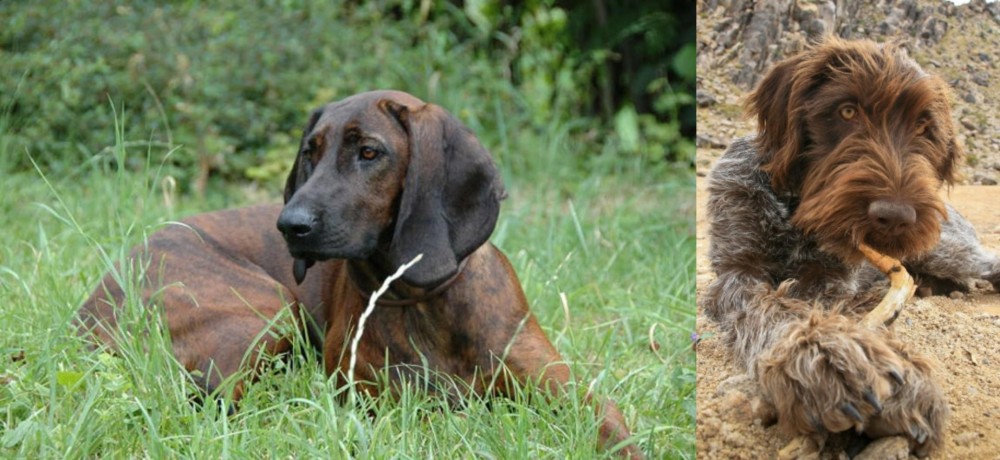 Wirehaired Pointing Griffon vs Hanover Hound - Breed Comparison