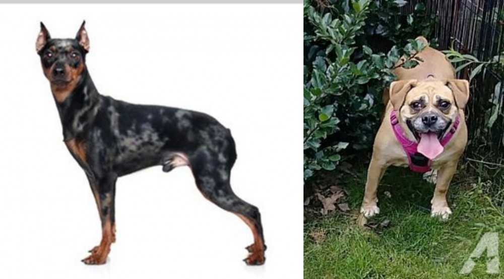 Beabull vs Harlequin Pinscher - Breed Comparison