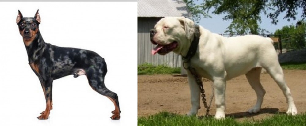 Hermes Bulldogge vs Harlequin Pinscher - Breed Comparison