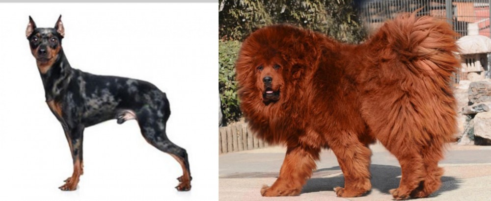 Himalayan Mastiff vs Harlequin Pinscher - Breed Comparison