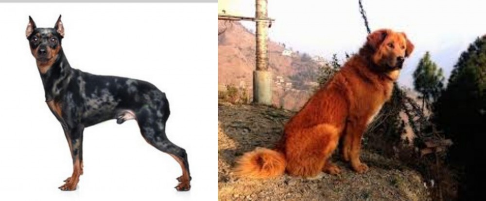 Himalayan Sheepdog vs Harlequin Pinscher - Breed Comparison