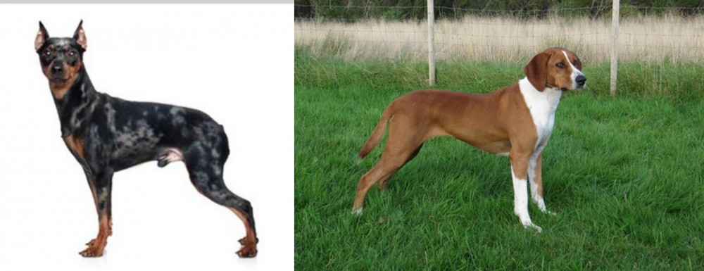 Hygenhund vs Harlequin Pinscher - Breed Comparison