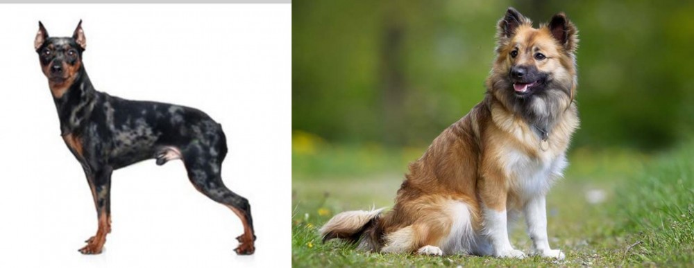 Icelandic Sheepdog vs Harlequin Pinscher - Breed Comparison