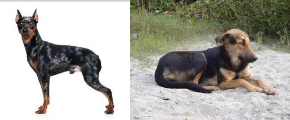 Indian Pariah Dog vs Harlequin Pinscher - Breed Comparison