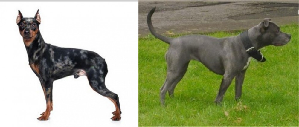 Irish Bull Terrier vs Harlequin Pinscher - Breed Comparison
