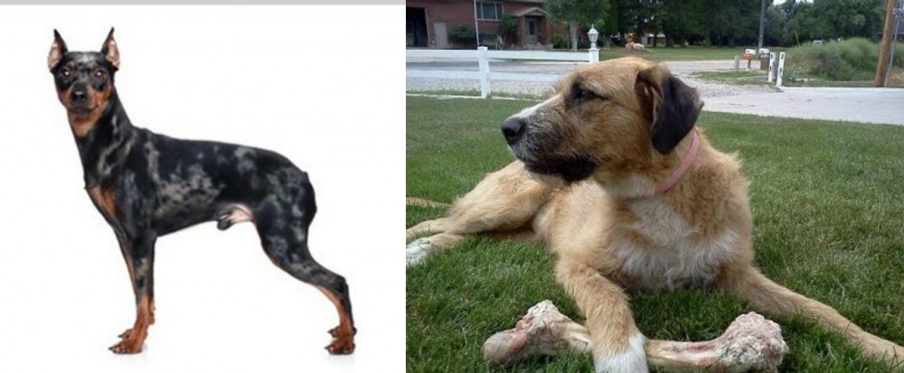 Irish Mastiff Hound vs Harlequin Pinscher - Breed Comparison