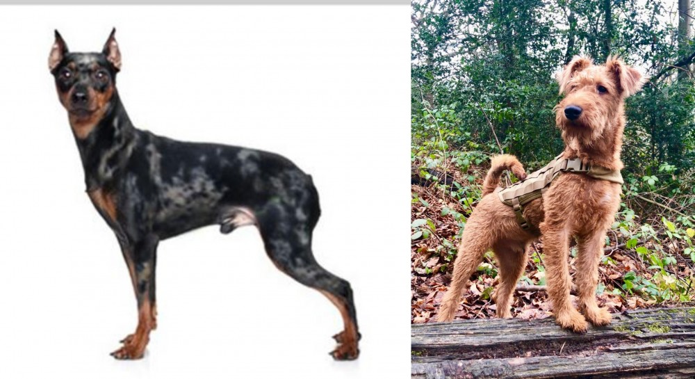Irish Terrier vs Harlequin Pinscher - Breed Comparison