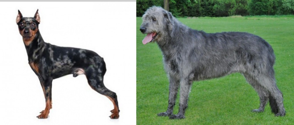 Irish Wolfhound vs Harlequin Pinscher - Breed Comparison
