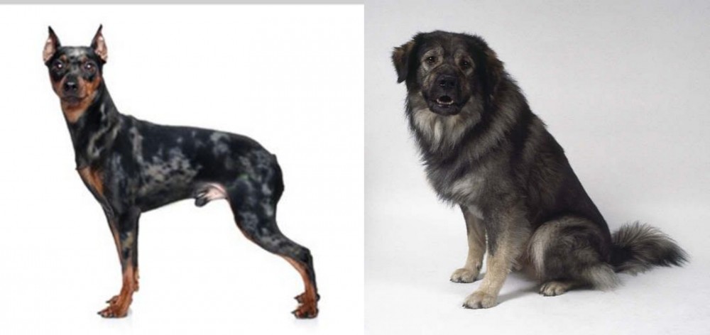 Istrian Sheepdog vs Harlequin Pinscher - Breed Comparison