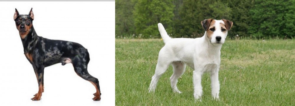 Jack Russell Terrier vs Harlequin Pinscher - Breed Comparison