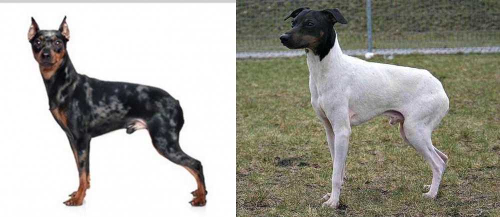 Japanese Terrier vs Harlequin Pinscher - Breed Comparison