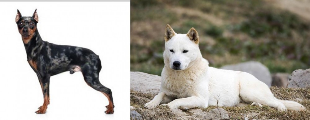 Jindo vs Harlequin Pinscher - Breed Comparison
