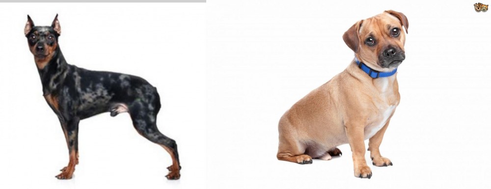 Jug vs Harlequin Pinscher - Breed Comparison