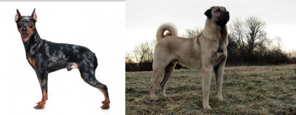 Kangal Dog vs Harlequin Pinscher - Breed Comparison