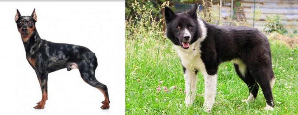Karelian Bear Dog vs Harlequin Pinscher - Breed Comparison