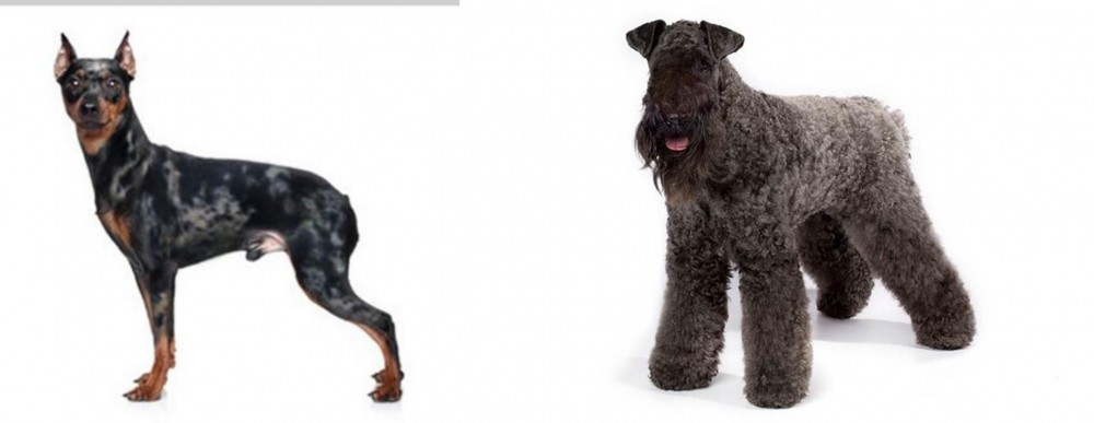 Kerry Blue Terrier vs Harlequin Pinscher - Breed Comparison