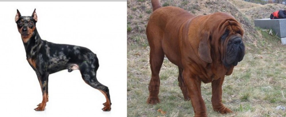 Korean Mastiff vs Harlequin Pinscher - Breed Comparison