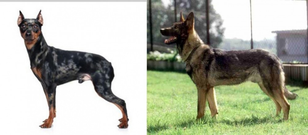 Kunming Dog vs Harlequin Pinscher - Breed Comparison
